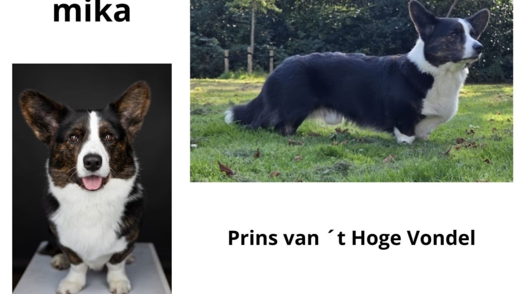 Prins van 't Hoge Vondel