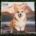 Welsh Corgi Kalender 2027