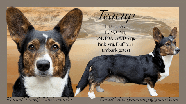Teacup