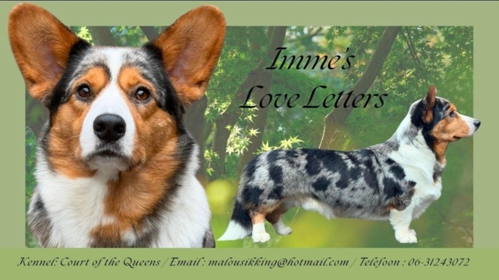 IMME'S Love Letters