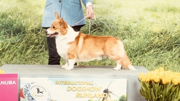 Olton Jaquet Droz (Imp.Ukraine)