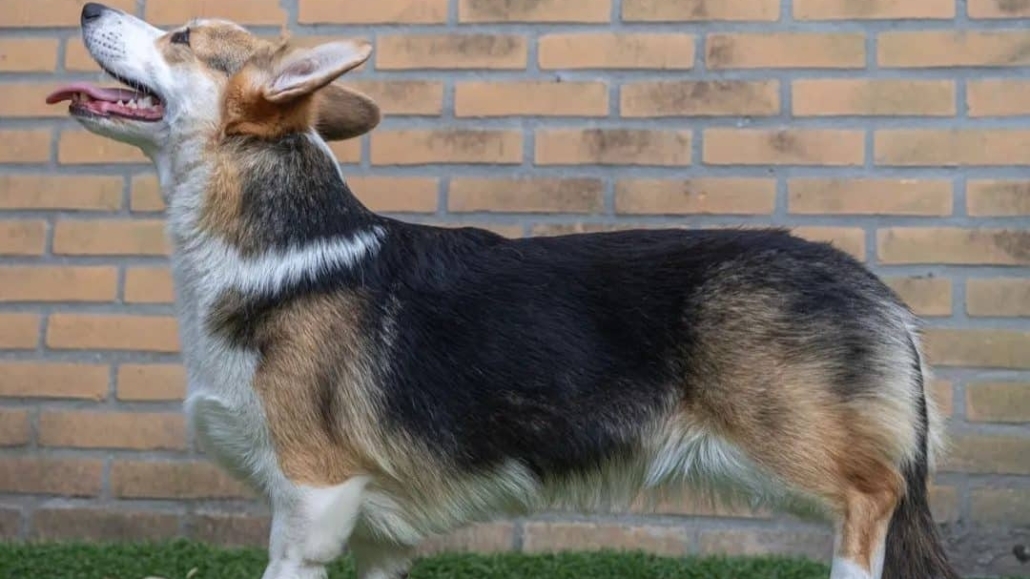 Domitilla The Pearl of Tabula Rasa Kennel
