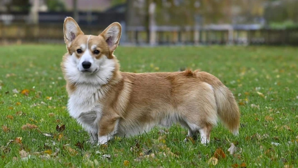 Gold Star Frenchies Finley
