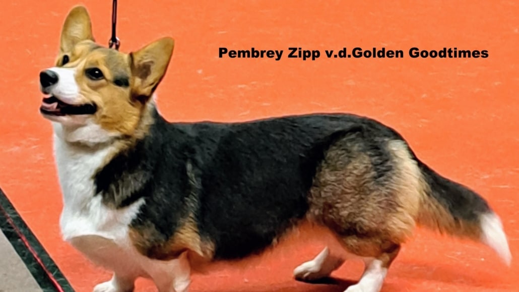 Pembrey Zipp v.d. Golden Goodtimes